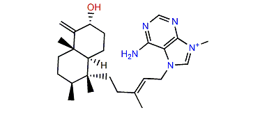 Agelasine U